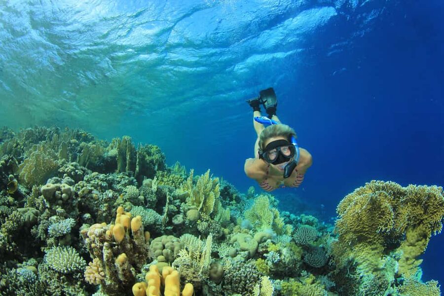 Marsa Alam:Sataya Reefs Dolphin Snorkeling Cruise with Lunch - Key things to know before you go
