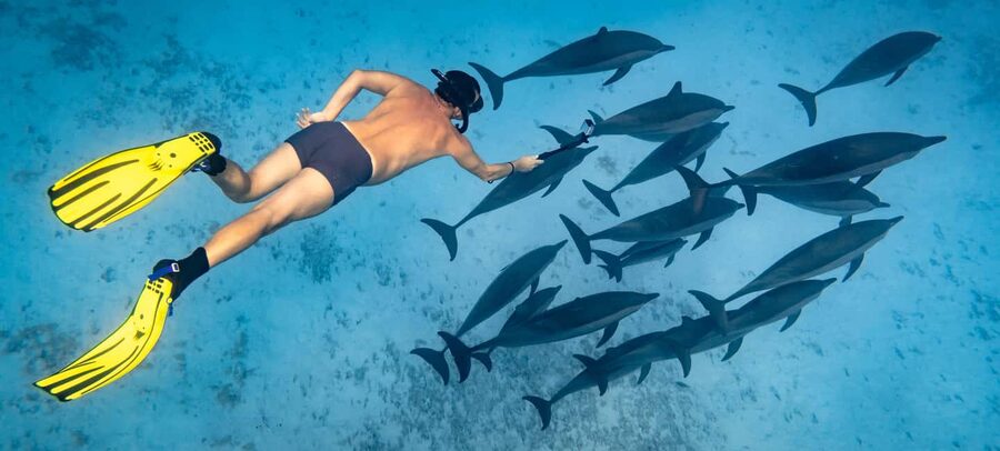 Marsa Alam:Sataya Reefs Dolphin Snorkeling Cruise with Lunch - Sataya Reef and Dolphin House: what makes this snorkeling trip special