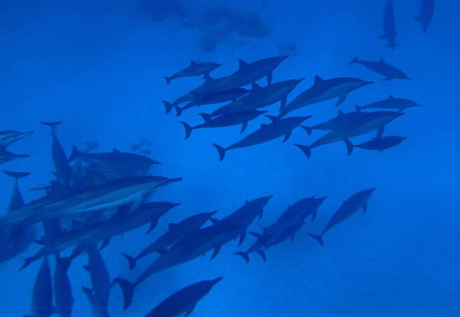 Marsa Alam:Sataya Reefs Dolphin Snorkeling Cruise with Lunch - The dolphin swim: how wild sightings usually play out