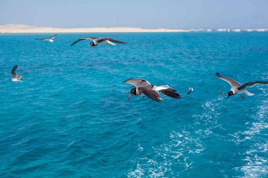 Marsa Alam:Sataya Reefs Dolphin Snorkeling Cruise with Lunch - Boat comfort, water time, and the real logistics you should plan for
