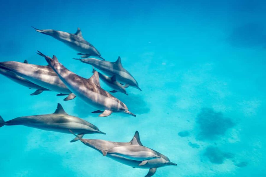 Marsa Alam:Sataya Reefs Dolphin Snorkeling Cruise with Lunch - Who should book, and who should skip this cruise