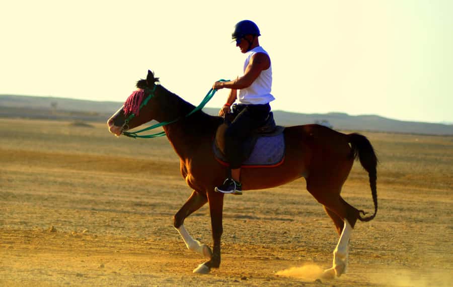 Marsa Alam: Sea and Desert Horse Riding Tour - Who this tour suits best, and who should skip it