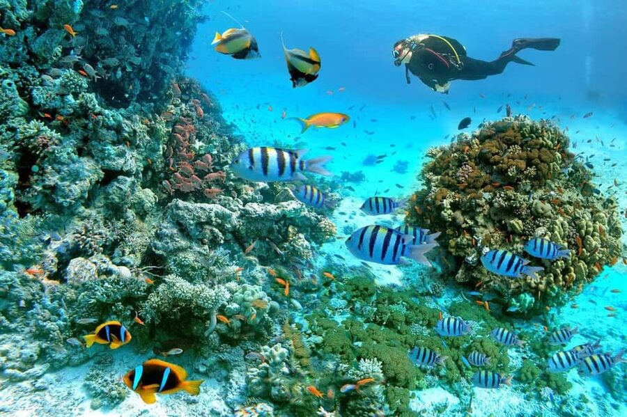 Marsa Alam: Snorkeling with Sea Turtles Marsa Mubarak - On the water: guided snorkeling at Coral Reefs (what it’s really like)