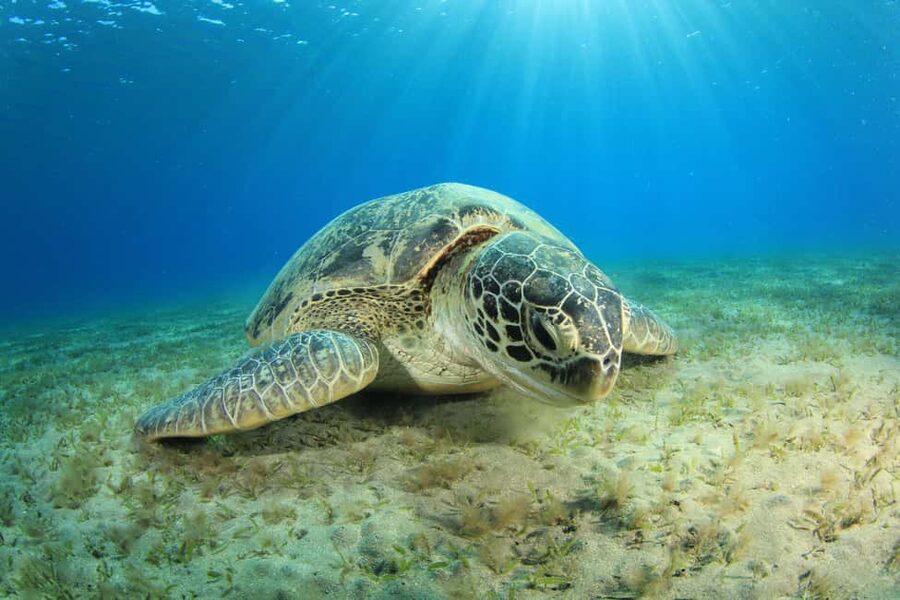 Marsa Alam: Snorkeling with Sea Turtles Marsa Mubarak - Sea turtles and wildlife: how to maximize your odds without stressing them