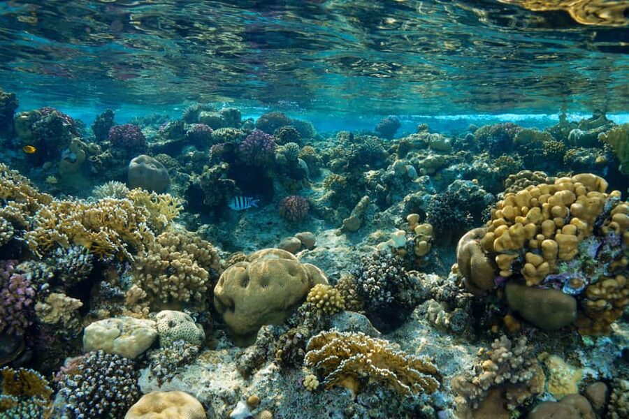 Marsa Alam: Snorkeling with Sea Turtles Marsa Mubarak - The boat experience: lunch, drinks, and why it matters after snorkeling