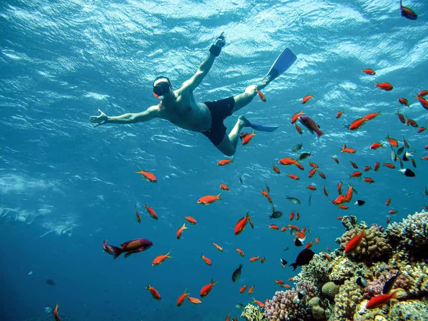 Marsa Alam: Snorkeling with Sea Turtles Marsa Mubarak - Who should book this, and who should think twice