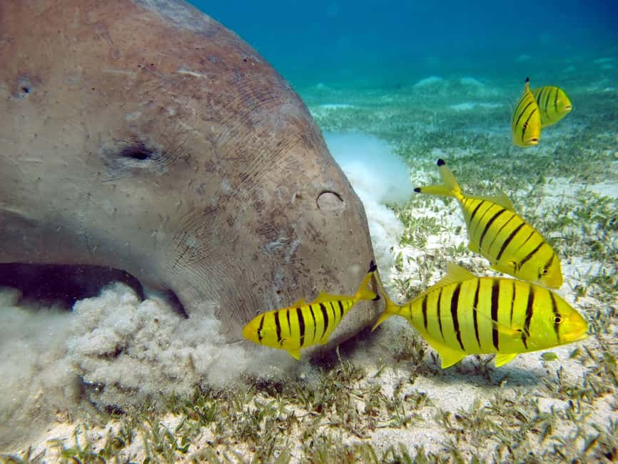 Marsa Alam: Snorkeling with Sea Turtles Marsa Mubarak - What to bring for better reef time
