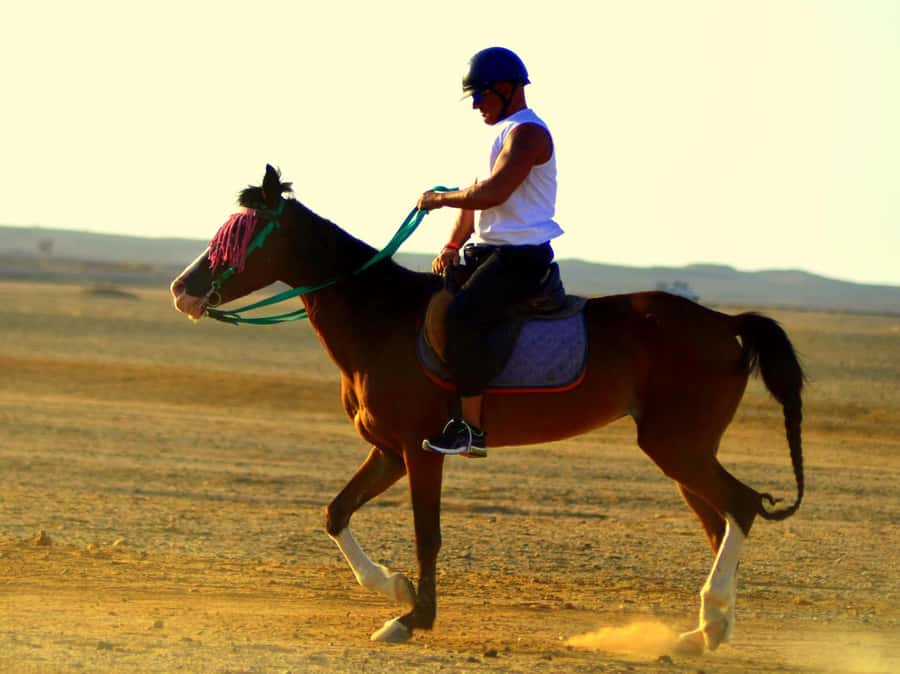 Marsa Alam: Sunrise Horseback with Breakfast - From the stables to the first ride: what the 2-hour experience feels like