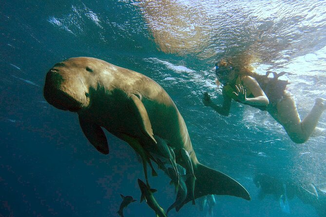 Marsa Mubarak snorkeling with dugong and turtles - marsaalam - Key Highlights You’ll Feel the Moment You Get There