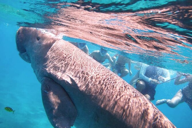 Marsa Mubarak snorkeling with dugong and turtles - marsaalam - From Your Hotel to Port Ghalib: The 8:00 am Start That Keeps You On Schedule