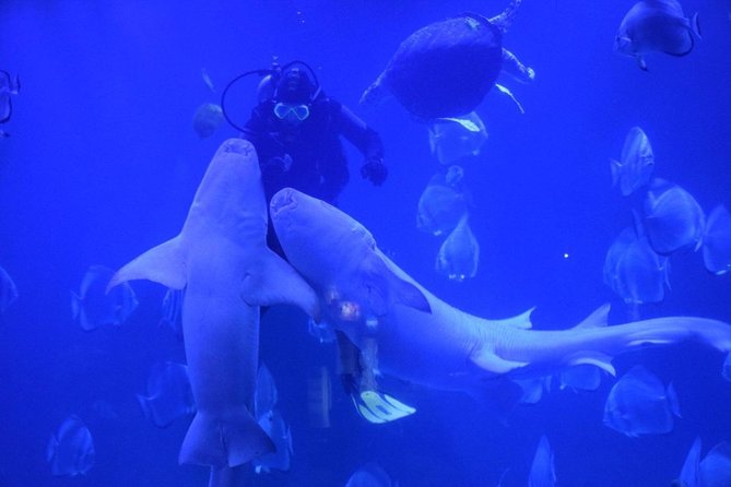 Official Account: Hurghada Grand Aquarium Entrance Tickets - Hurghada Grand Aquarium: why this ticket can be good value