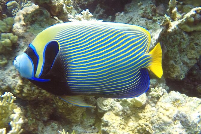 PADI Advanced Diving Course in Hurghada - Learn Scuba Diving - Equipment, transport, and the morning logistics that make or break courses
