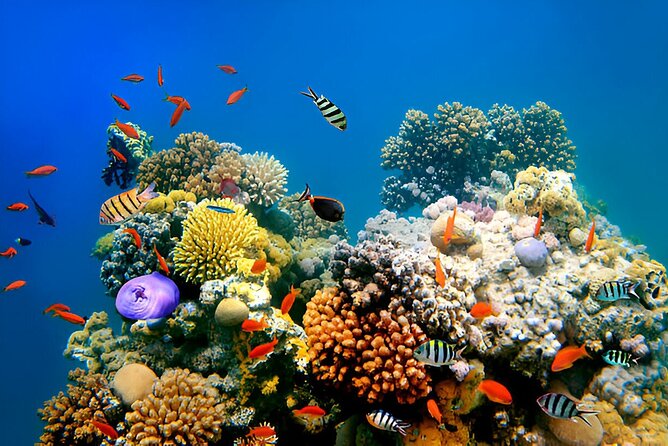 PADI Scuba Diver (PSD) - FAQ