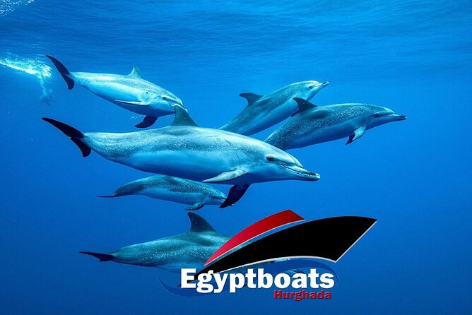 PRIVATE! | 4-hour Speed Boat Trip | Swim With Dolphins, Snorkeling & Island - Why this dolphin-and-snorkel day works in Hurghada