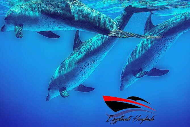 PRIVATE! | 4-hour Speed Boat Trip | Swim With Dolphins, Snorkeling & Island - Dolphin House searching: what to watch for and how the crew helps