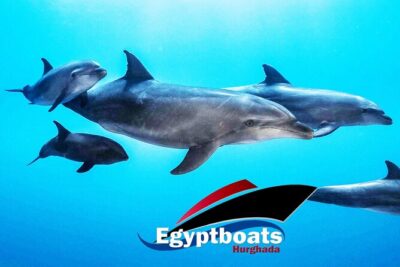 PRIVATE! | 4-hour Speed Boat Trip | Swim With Dolphins, Snorkeling & Island