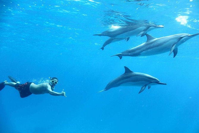 Private Dolphin House Boat Tour with Snorkeling & Lunch- Hurghada - Private Boat Day to Giftun Islands: How the 8 Hours Works