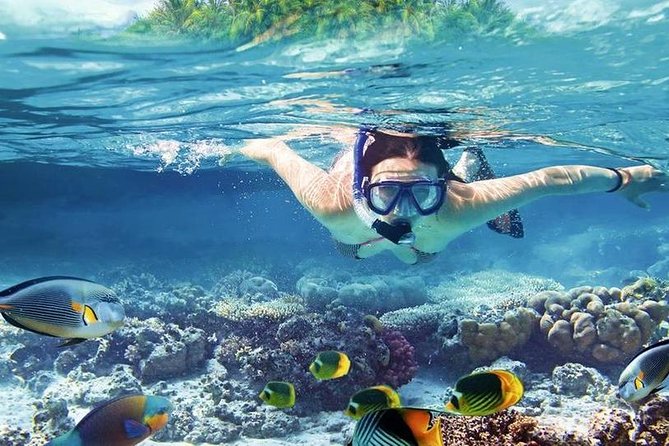 Private Dolphin House Boat Tour with Snorkeling & Lunch- Hurghada - Trust Signals From the People Who Rate It Highly