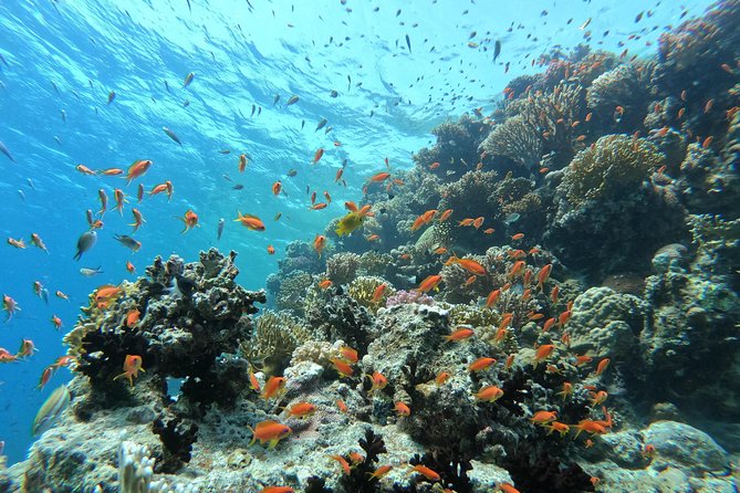 Private Dolphin Watching And Snorkeling Tour - What You Actually Get for $55: Value Breakdown That Makes Sense