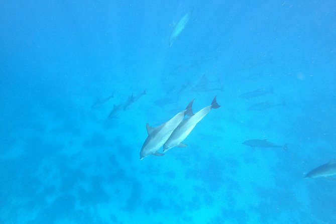 Private Dolphin Watching And Snorkeling Tour - Timing, Duration, and How to Plan Your Day in Hurghada
