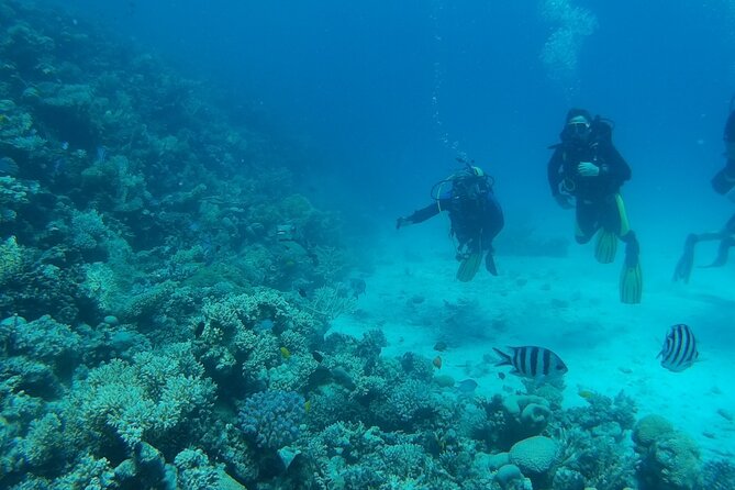 Private sea trip Hurghada - Choosing Dolphin House or Giftun Island (and getting it right)