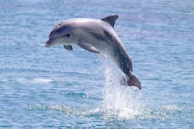Private Speed Boat Snorkeling with Dolphins Trip - Hurghada - Costs to budget for: $47.50 plus the on-the-spot park fee