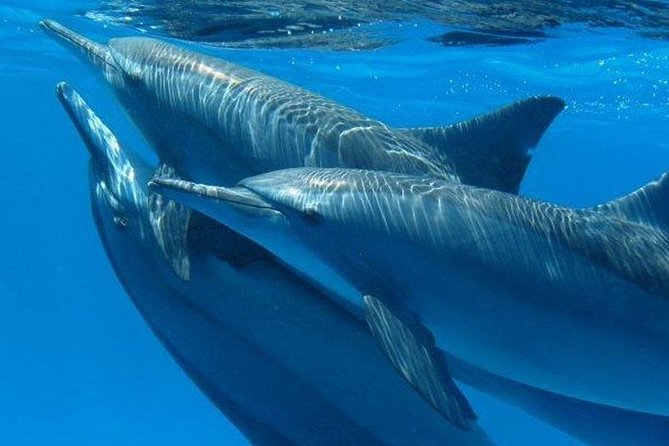 Private Speed Boat to Magawish Island's Hidden Wonders - Hurghada - Dolphin House viewing, when to expect the magic