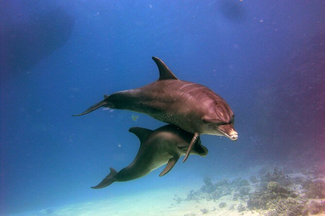 Private Speed Boat to Magawish Island's Hidden Wonders - Hurghada - If you want to swim with dolphins, be honest about your ability