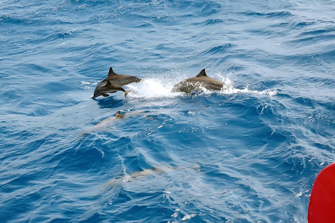 Private Speed Boat to Magawish Island's Hidden Wonders - Hurghada - Hotel pickup and private vehicle, the convenience piece