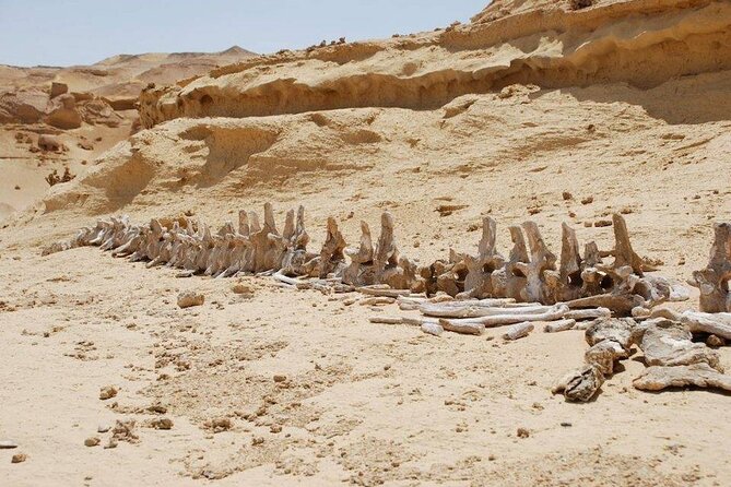 Private Tour to Whales Valley & Wadi El Rayan Waterfalls in El Fayoum from Cairo - Valley of the Whales (Wadi Al-Hitan): fossils you can actually connect with