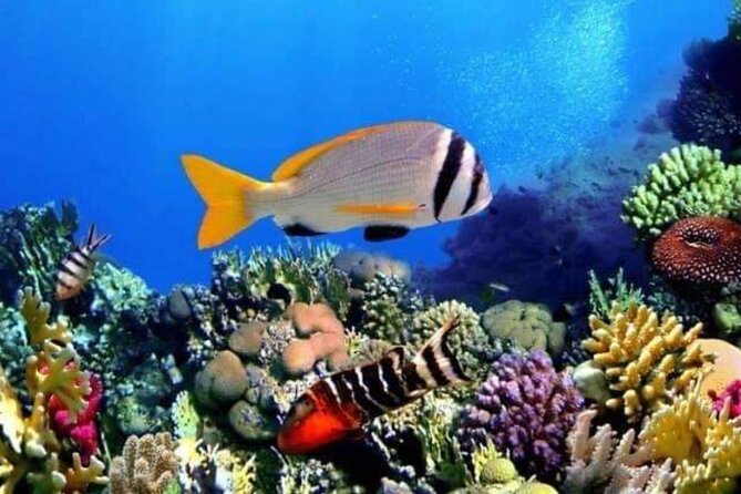 Private Transfers From Luxor To Hurghada - Pickup that starts right where you are