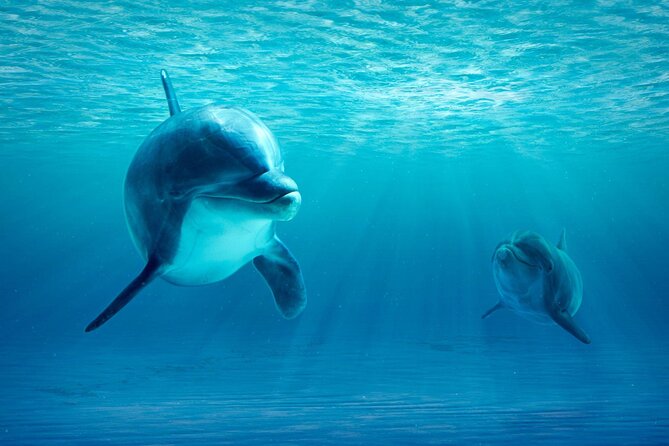 Private Yacht Cruise to Dolphin House with Lunch : Hurghada - Practical Tips to Make Your Dolphin House Day Smooth