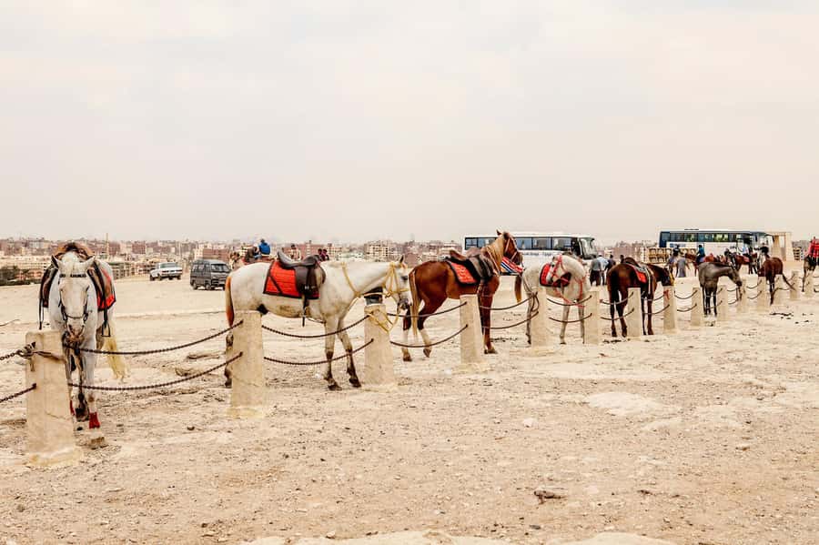 Pyramids of Giza and Great Sphinx: Private Half-Day Tour - Pyramid of Cheops: the main event, with the construction story that sticks