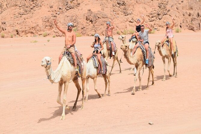 Quad Biking Safari-Camel Ride-Bedouin Dinner and Shows From Sharm - Price and value: what you are really paying for