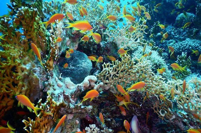 Red Sea Diving Trip from Hurghada: Beginner to Advanced Divers - Key highlights worth your attention