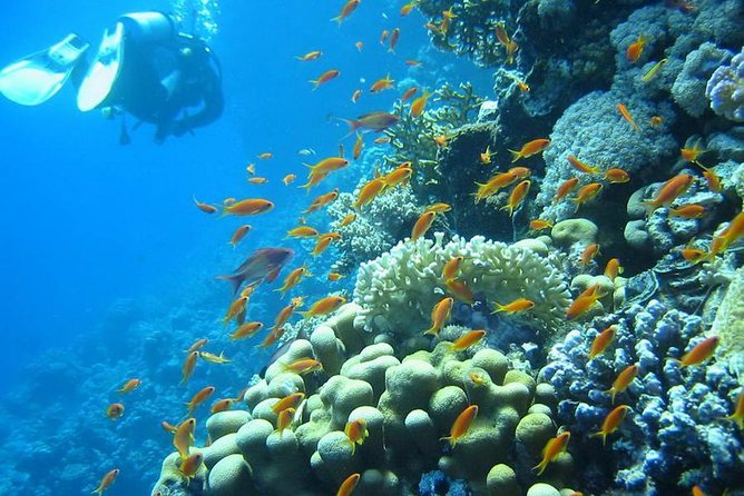 Red Sea Diving Trip from Hurghada: Beginner to Advanced Divers - What the instructors do that you feel in your body