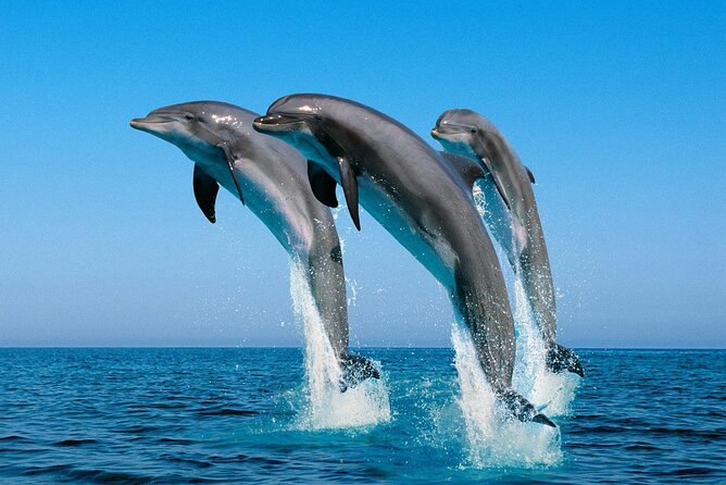 ROYAL Dolphin House & Water Sports Snorkeling Sea Trip - Hurghada - Price and the fine print that affects your total cost