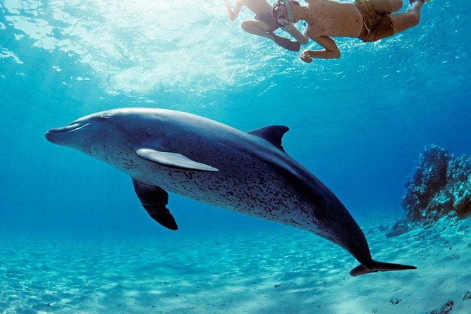 ROYAL Dolphin House & Water Sports Snorkeling Sea Trip - Hurghada - Hotel pickup and the value of getting there without thinking
