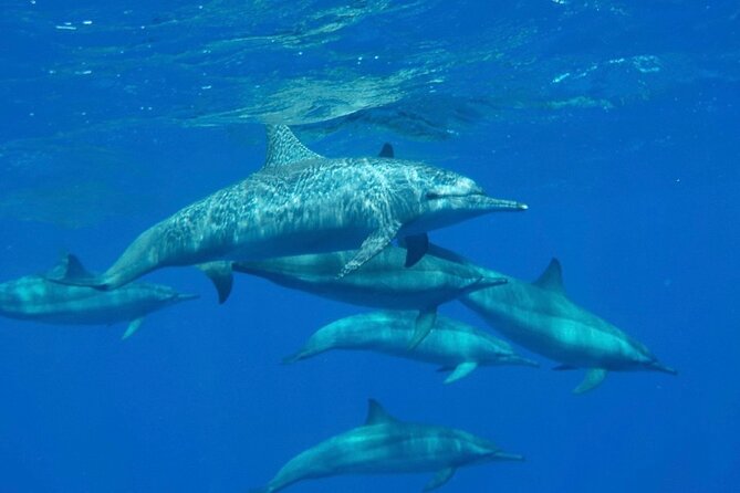 Safaga & Makadi Bay: Royal Seascope Submarine cruise with pickup - What Happens During the Underwater Time