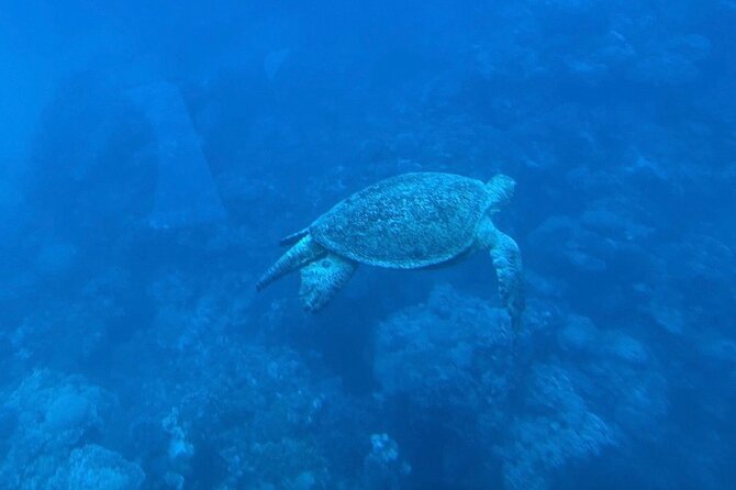 Safaga & Makadi Bay: Royal Seascope Submarine cruise with pickup - The Optional Snorkeling Stop: When to Say Yes