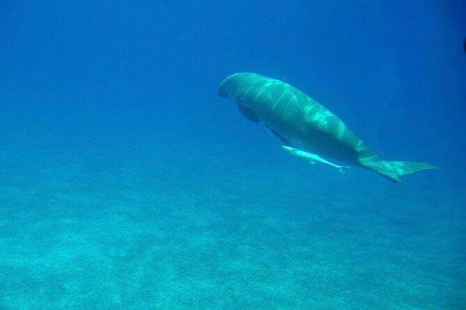 Safaga & Makadi Bay: Royal Seascope Submarine cruise with pickup - Food, Drinks, and Photos: Plan for On-Board Purchases