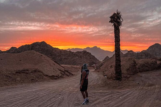 Safari 5 in 1 Quads, Camels, Show, Dinner & Star Gazing in Sharm El Sheikh - Bedouin dinner and show: BBQ buffet plus the Tannura and fire acts
