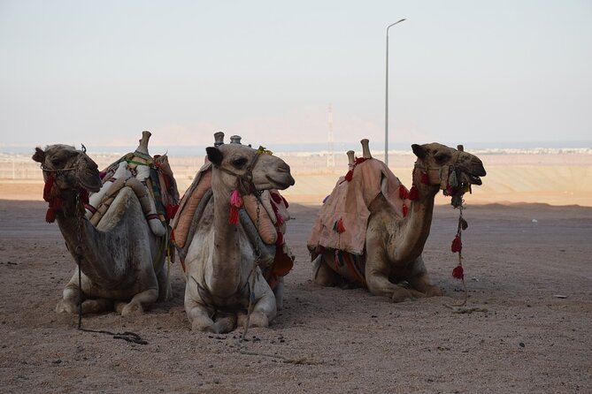 Safari Quad Bike Adventure, Camel, Show, Dinner & Stargazing - Who this tour suits best, and who should choose a different option