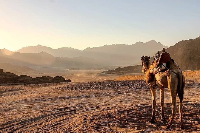 Safari quad, jeep, camel ride, show and dinner Hurghada - The rapid jeep run through the desert and that sunset payoff