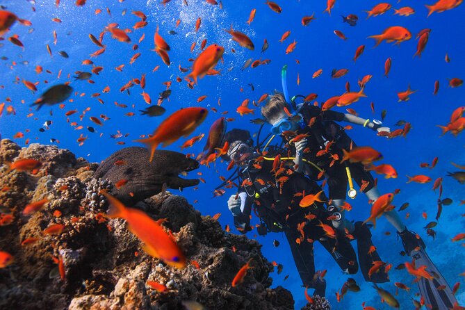 Safe Try dive-Personal instructor, 1:1 experience, Top boat - What you see under the surface: corals, fish, and rays