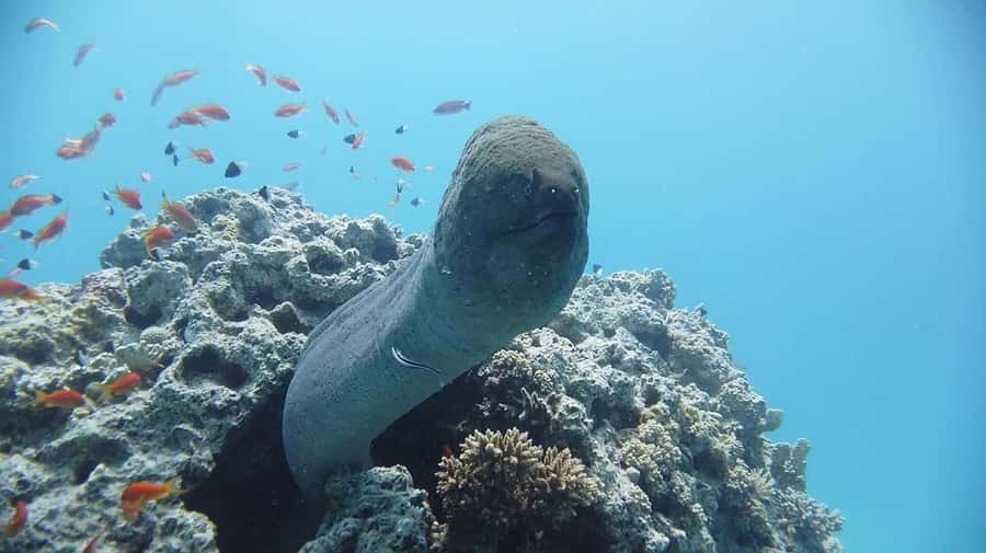 Sharm El Sheikh: Day sail to White island and Ras Mohamed - Quick checklist so your day goes smoothly