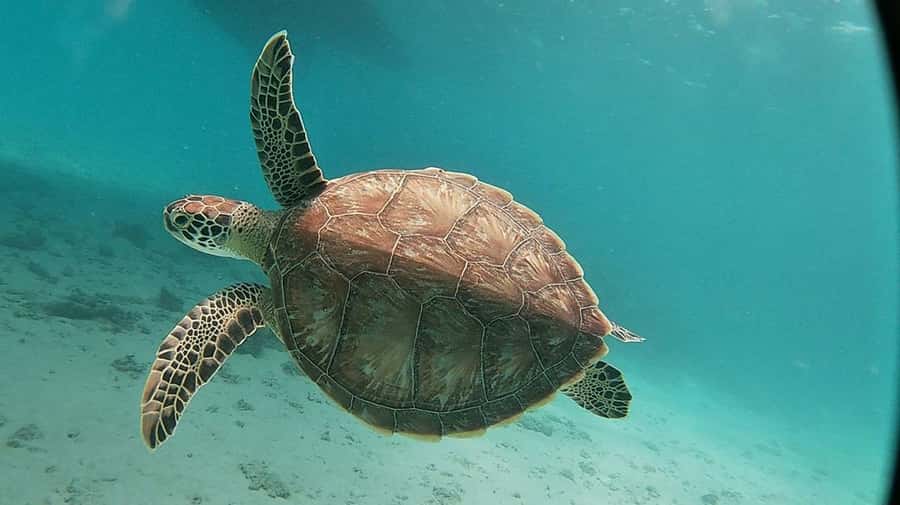 Sharm El Sheikh: Day sail to White island and Ras Mohamed - White Island stop: the tide-controlled beach moment