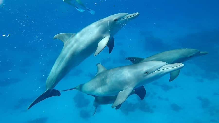 Sharm El Sheikh: Day sail to White island and Ras Mohamed - Getting there and staying on schedule without stress
