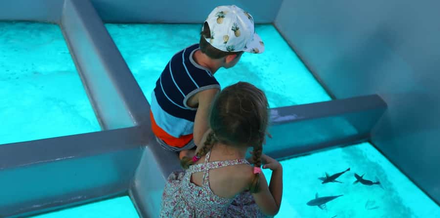 Sharm El Sheikh: Glass Bottom Boat Tour & Private Transfer - Key highlights worth your attention