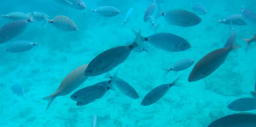Sharm El Sheikh: Glass Bottom Boat Tour & Private Transfer - How the glass-bottom boat route really feels from Naama Bay